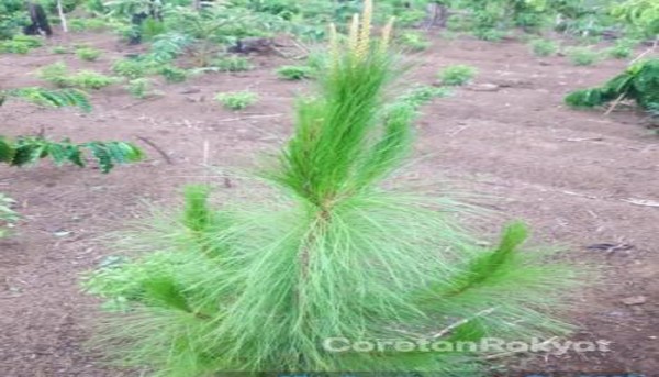 Perhutani KPH Bondowoso