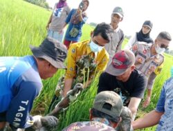 Geger Penemuan Mayat di Persawahan Situbondo, Identitas Korban Masih Misterius