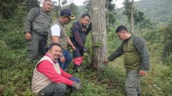 Perhutani Laporkan Dugaan Perusakan Pohon Mahoni di Hutan Situbondo ke Polisi