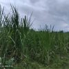 Polemik KHDPK dan Hamparan Tebu di Kawasan Hutan Situbondo Tuai Sorotan Tajam