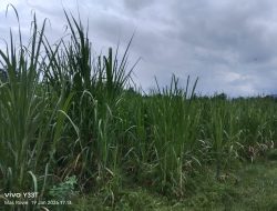 Polemik KHDPK dan Hamparan Tebu di Kawasan Hutan Situbondo Tuai Sorotan Tajam